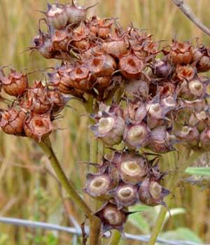 Clustered fruits of Pentas decora, Kenya, photo © by Michael Plagens