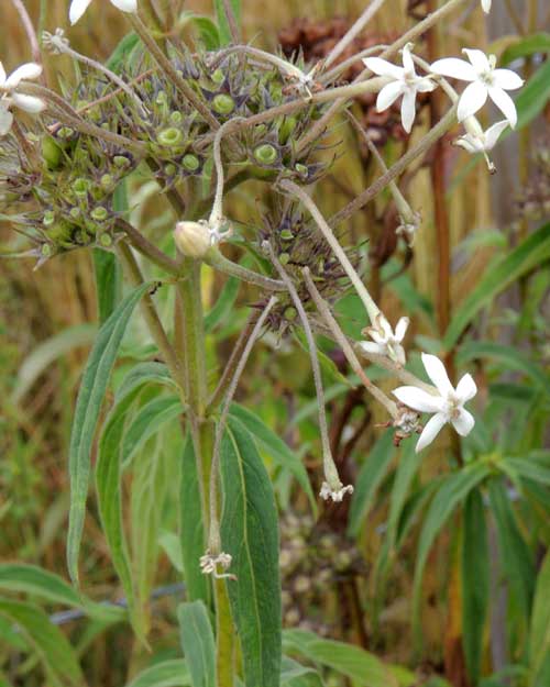 Long-flower Starcluster, Pentas decora, Kenya, photo © by Michael Plagens