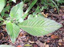 opposite leaves of Pentas lanceolata, Kenya, photo © by Michael Plagens