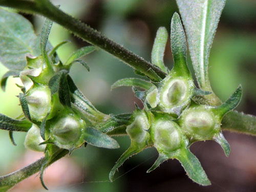 Egyptian Starcluster, Pentas lanceolata, Kenya, photo © by Michael Plagens