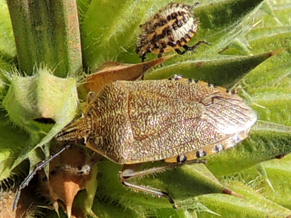 an adult stink bug, possibly Agonoscelis longirostris, Eldoret, Kenya. Photo © by Michael Plagens