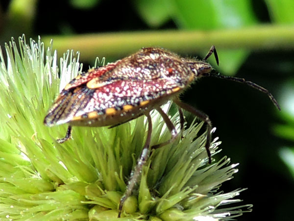 an adult stink bug, Tambach, Kenya. Photo © by Michael Plagens