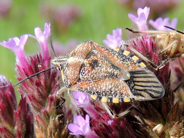 an adult stink bug, Agonoscelis versicoloratus, Nairobi, Kenya. Photo © by Michael Plagens