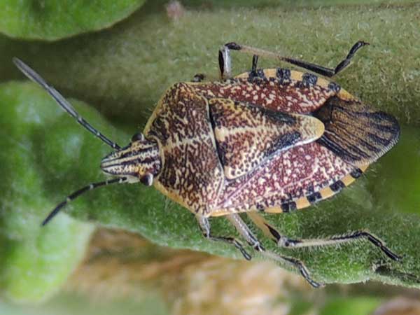 an adult stink bug, Sounth Nandi Forest, Kenya. Photo © by Michael Plagens