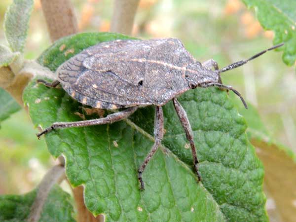 an adult stink bug, Halyomorpha Pentatomidae, Kenya. Photo © by Michael Plagens