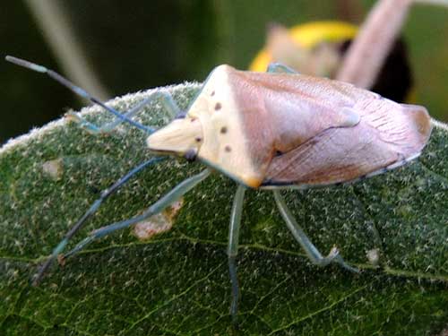 a Pentatomidae with blue legs, from Eldoret, Kenya. Photo © by Michael Plagens