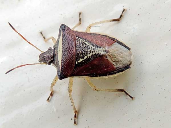 an adult stink bug, Durmia sp., Pentatomidae, Kenya. Photo © by Michael Plagens