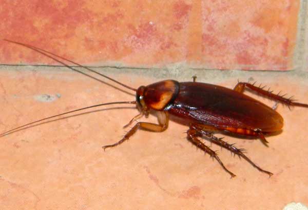 likely an American Cockroach, Periplaneta americana, from Marigat, Kenya, photo © by Michael Plagens