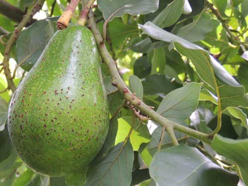 Avocado, Persea americana, photo © by Michael Plagens