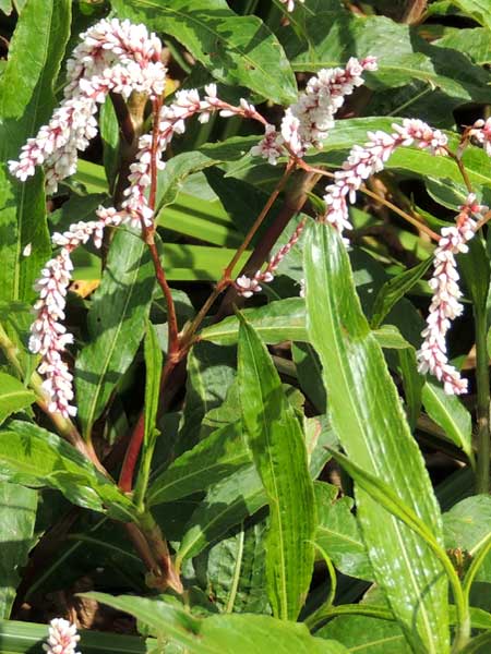 Pale Smartweed, Knotweed, Persicaria lapathifolia, photo © by Michael Plagens