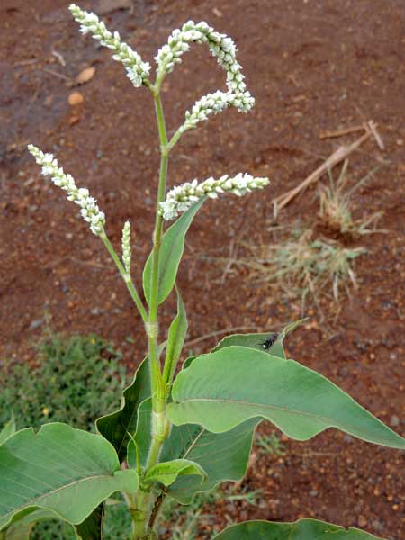 Knotweed, Persicaria senegalensis, photo © by Michael Plagens