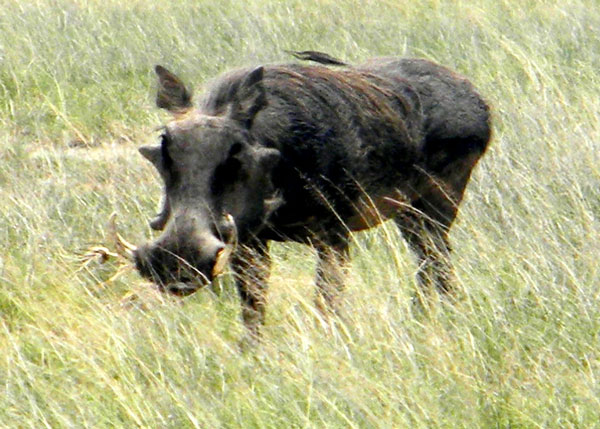 Warthog, Phacochoerus africanus, photo © by Michael Plagens