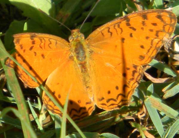 a Common Leopard Butterfly, Phalanta phalantha, at Naiberi River Camp, Kenya, Oct. 14, 2010. Photo © by Michael Plagens