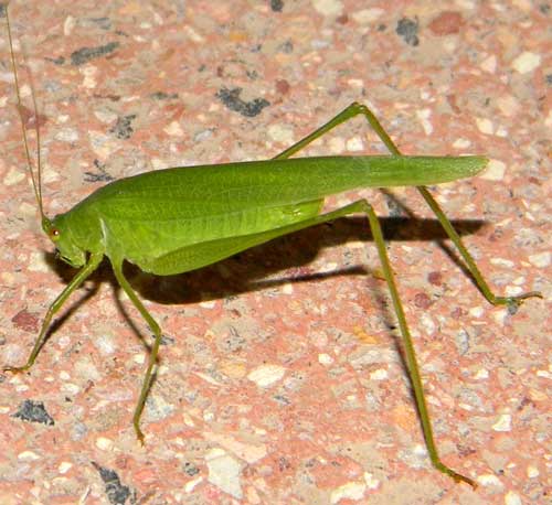 a false katydid at Marigat, Rift Valley, Kenya, Oct. 2010. Photo © by Michael Plagens