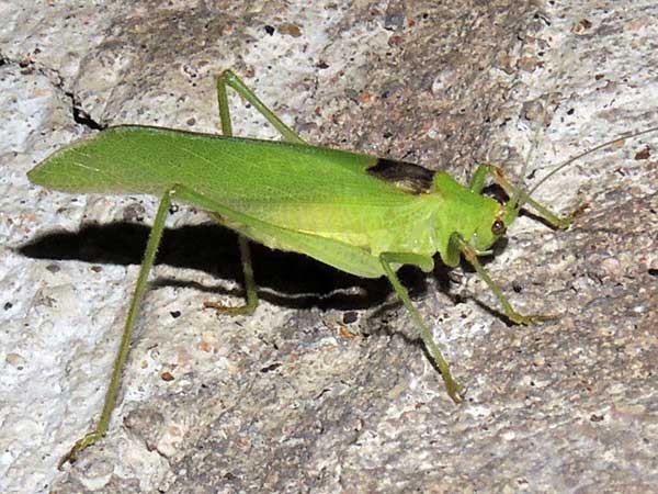 a leaf katydid, Phaneropterinae, at Kerio Valley, Kenya, Dec. 2014. Photo © by Michael Plagens