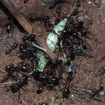 a katydid after falling to the soil among driver ants, g. Dorylus, Kenya, photo © by Michael Plagens