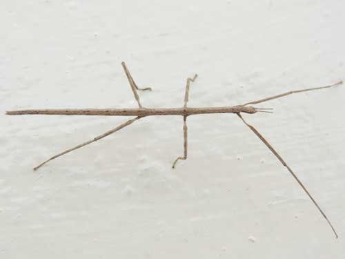 a stick insect from from Eldoret, Kenya. Photo © by Michael Plagens