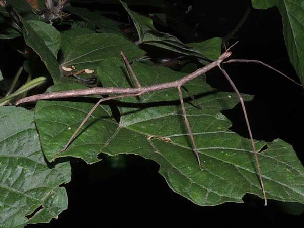 a stick insect from from Kapenguria, Kenya. Photo © by Michael Plagens