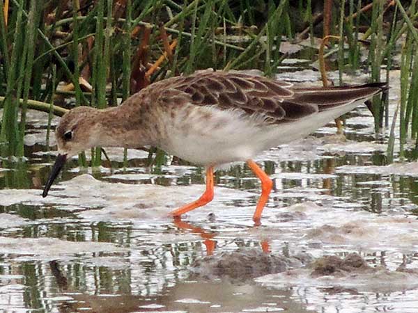 Ruff Sandpiper, Philomachus pugnax, photo © by Michael Plagens