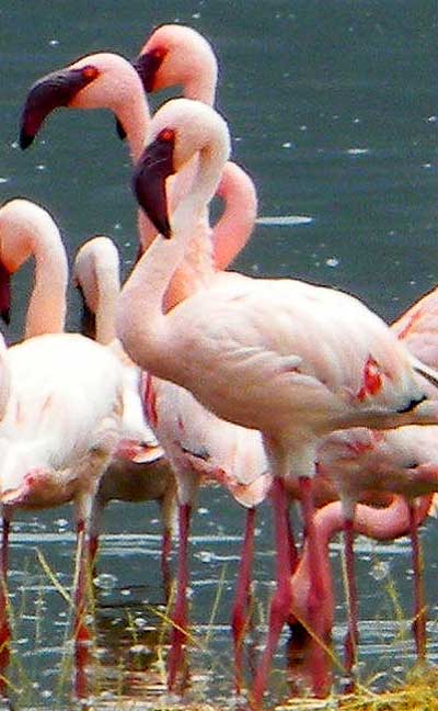 Lesser Flamingo, Phoenicopterus minor, photo © by Michael Plagens.