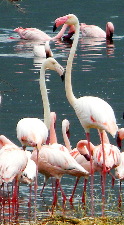 Greater Flamingo, Phoenicopterus roseus, photo © by Michael Plagens.