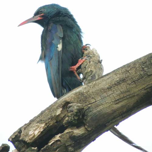 Green Wood-Hoopoe, Phoeniculus purpureus, photo © by Michael Plagens