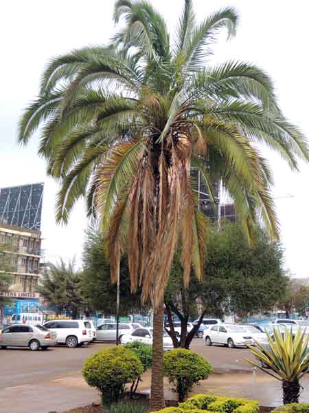 Date Palm, Phoenix dactylifera, Kenya, photo © by Michael Plagens