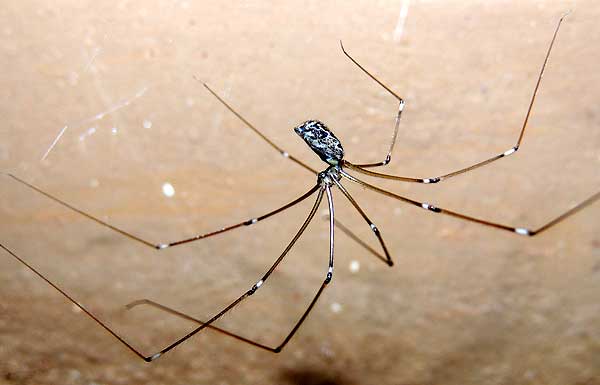 a Cellar Spider, Pholcus, from Kitale, Kenya. Photo © by Michael Plagens