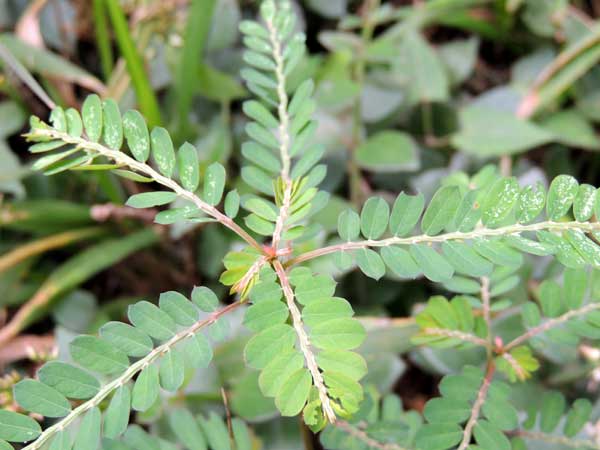 Phyllanthus in Kenya, photo © by Michael Plagens