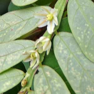 Phyllanthus in Kenya, photo © by Michael Plagens