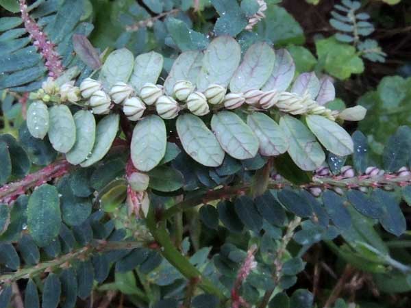 Phyllanthus in Kenya, photo © by Michael Plagens