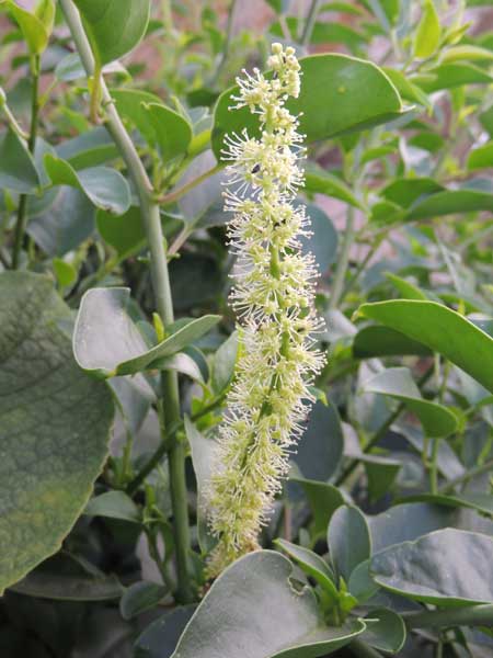 Pokeweed, Phytolacca dodecandra, photo © by Michael Plagens