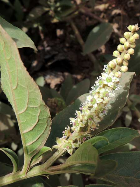 Pokeweed, Phytolacca octandra, photo © by Michael Plagens