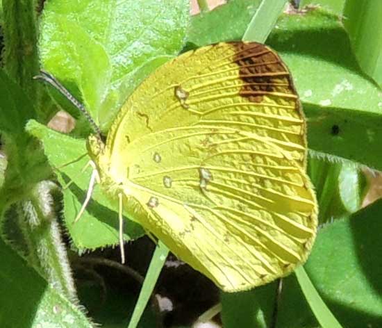 a pierid butterfly from Kitale, Kenya, Dec. 2012. Photo © by Michael Plagens