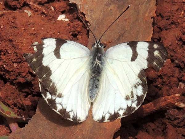 African Caper White, Belenois aurota, from Nairobi, Kenya, July 2014. Photo © by Michael Plagens