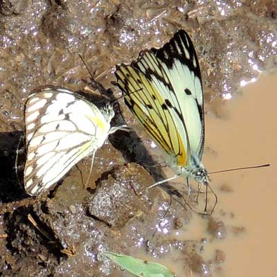 African Caper White, Belenois aurota, from Nakuru, Kenya, July 2014. Photo © by Michael Plagens