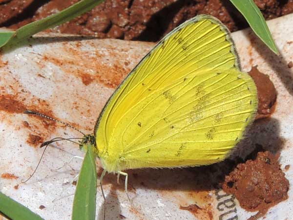 a pierid butterfly from Eldoret, Kenya, Dec. 2015. Photo © by Michael Plagens