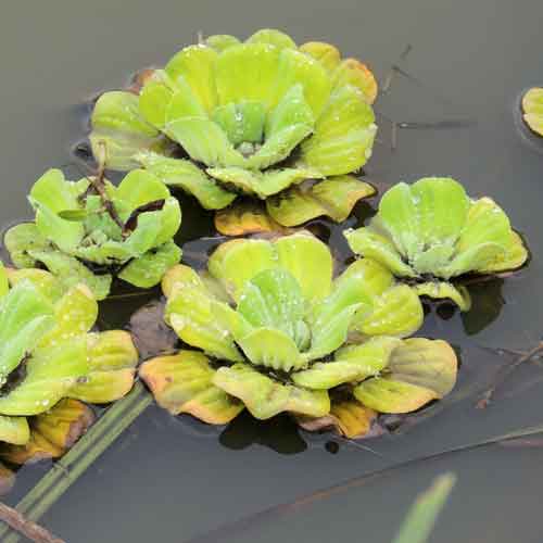 Water Lettuce, Pistia stratiotes by Michael Plagens