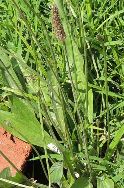 Ribwort Plantain, Plantago lanceolata, Kenya, photo © by Michael Plagens