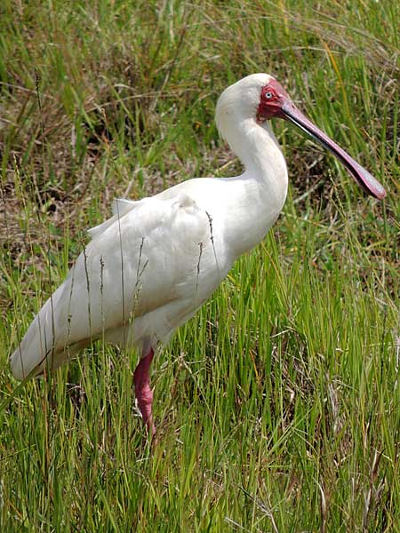 African Spoonbill, Platalea alba, photo © by Michael Plagens