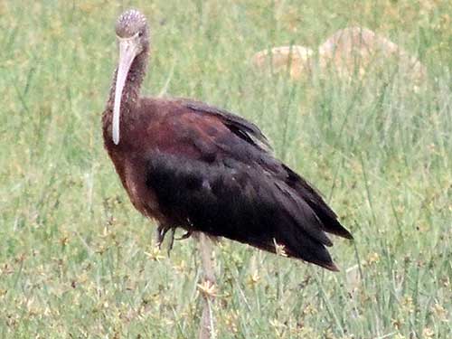 Glossy Ibis, Plegadis falcinellus, photo © by Michael Plagens