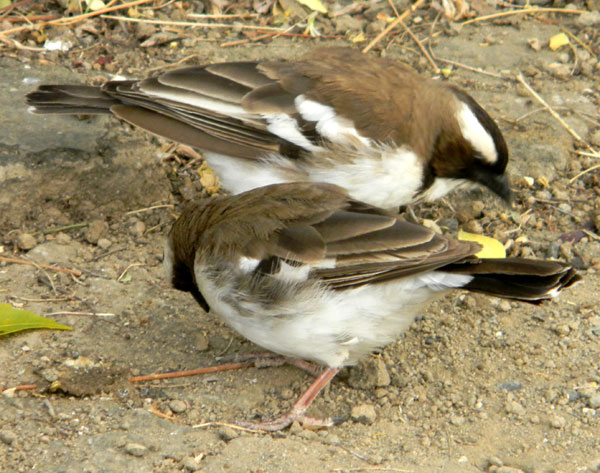 White-browed Sparrow-Weaver, Plocepasser mahali, photo © by Michael Plagens.