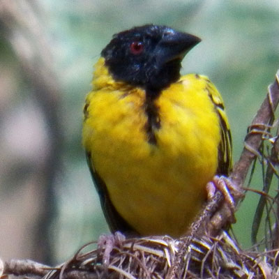 Male Village Weaver, Ploceus cucullatus, photo © by Michael Plagens