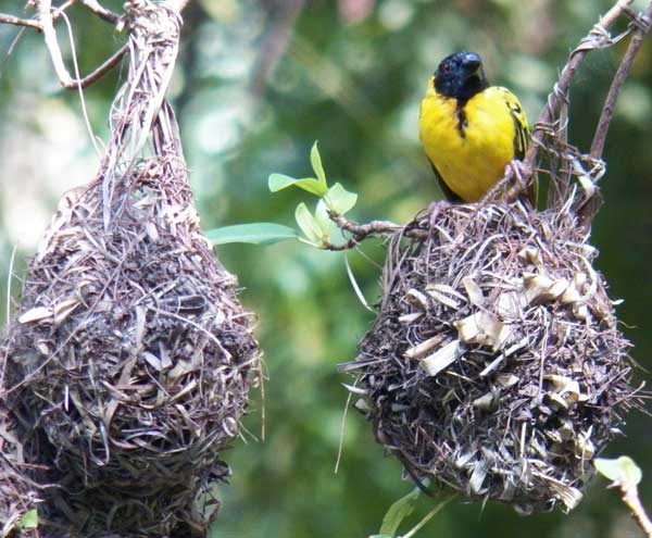 Male Village Weaver, Ploceus cucullatus, photo © by Michael Plagens