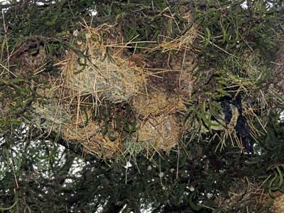 Speke's Weaver nest colony, Ploceus spekei, photo © by Michael Plagens.