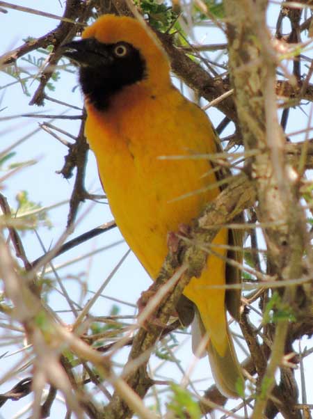 Speke's Weaver, Ploceus spekei, photo © by Michael Plagens.