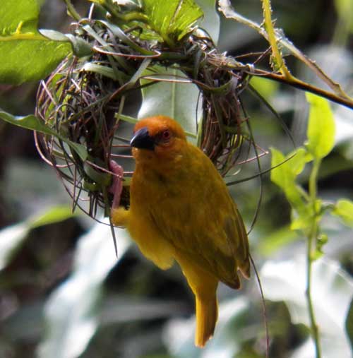 African Golden Weaver, Ploceus subaureus, photo © by Michael Plagens.