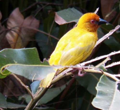 African Golden Weaver, Ploceus subaureus, photo © by Michael Plagens.