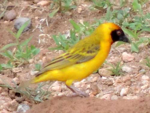 Southern Masked Weaver, Ploceus velatus, photo © by Michael Plagens.