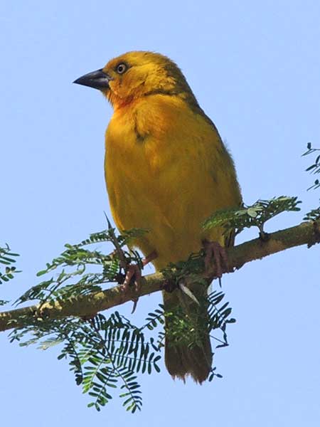 Holub's Golden Weaver, Ploceus subaureus, photo © by Michael Plagens.